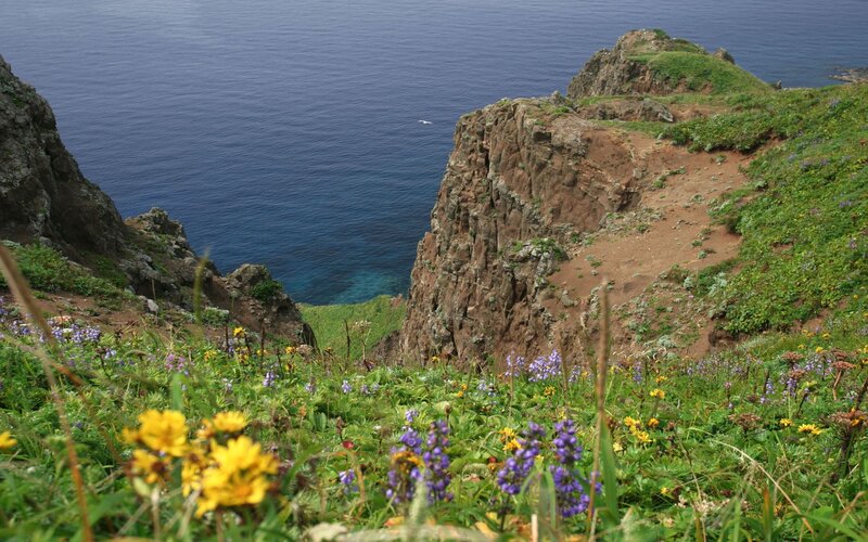 Wildflowers on Cliff — Green, Serene