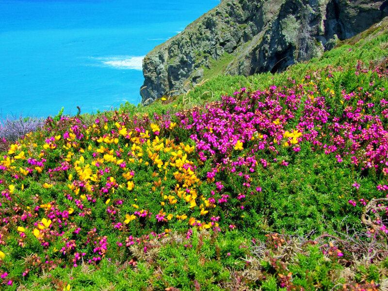 Wildflowers on Cliffside