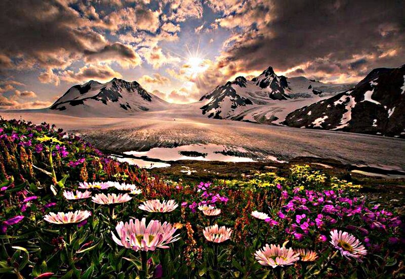 Wildflowers on Glacier