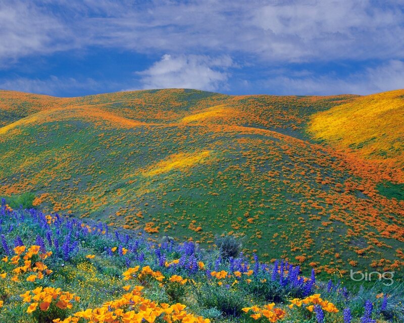 Wildflowers on Hills — Blue