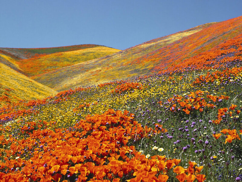 Wildflowers on Hills