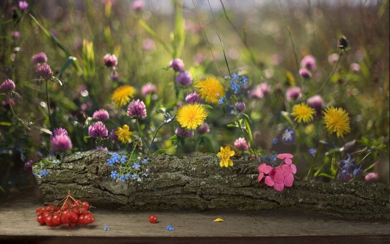 Wildflowers on Log