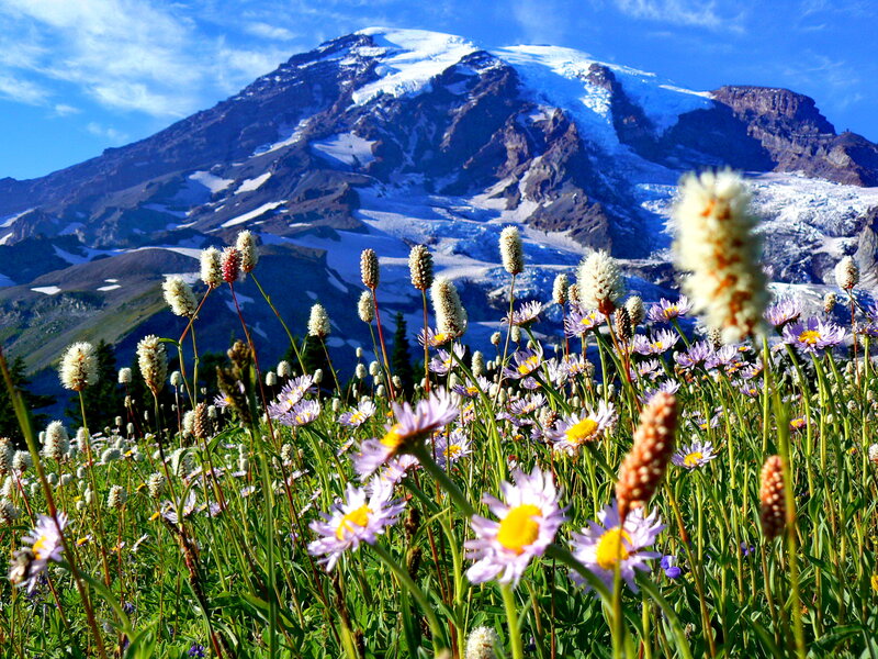 Wildflowers on Mountain — Blue