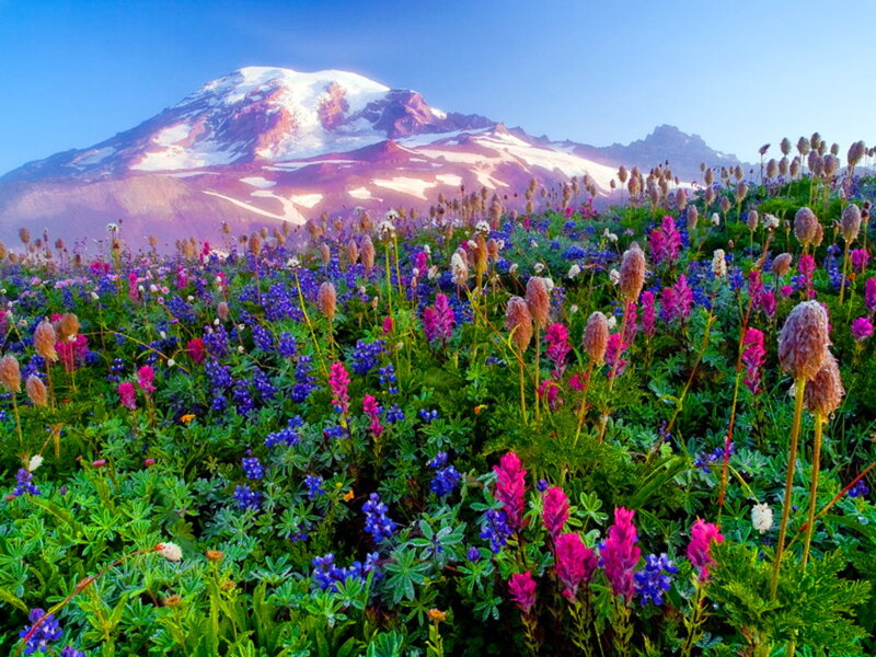 Wildflowers on Mountain — Green