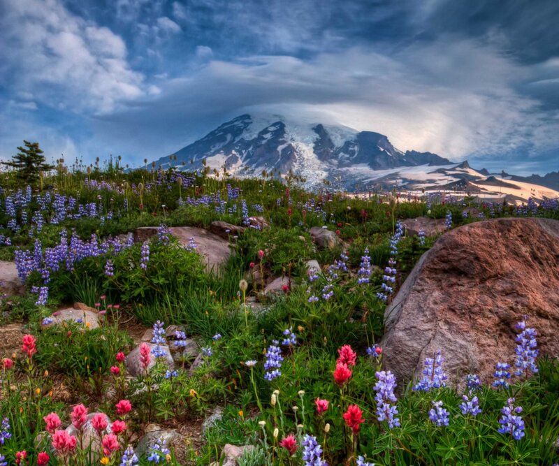 Wildflowers on Mountain Slope — Blue, Dramatic, Afternoon