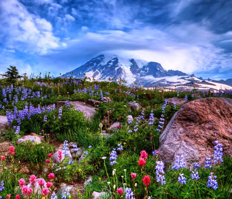 Wildflowers on Mountain Slope — Blue, Dramatic