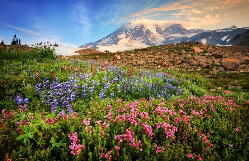 Wildflowers on Mountain Slope — Blue, Serene, Afternoon