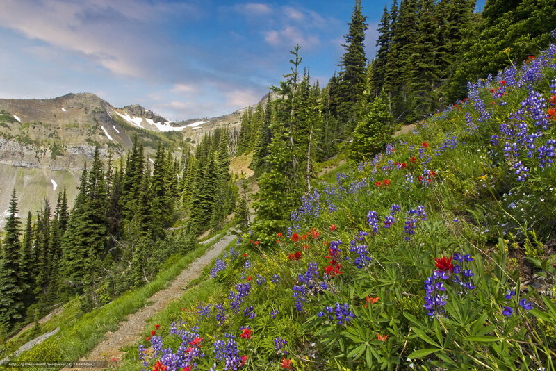 Wildflowers on Mountain Slope — Blue, Serene, Summer, Photograph, Forest