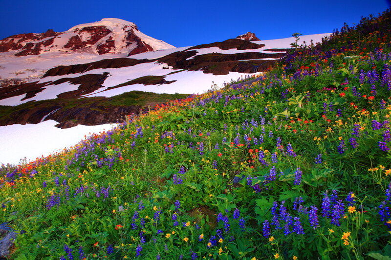 Wildflowers on Mountain Slope — Blue, Serene, Summer, Photograph, Snow
