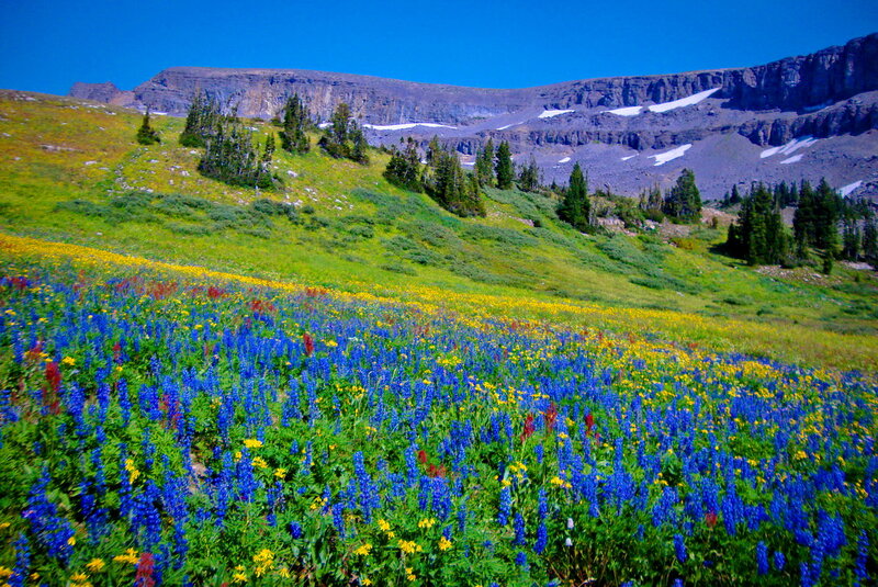 Wildflowers on Mountain Slope — Blue, Serene, Summer