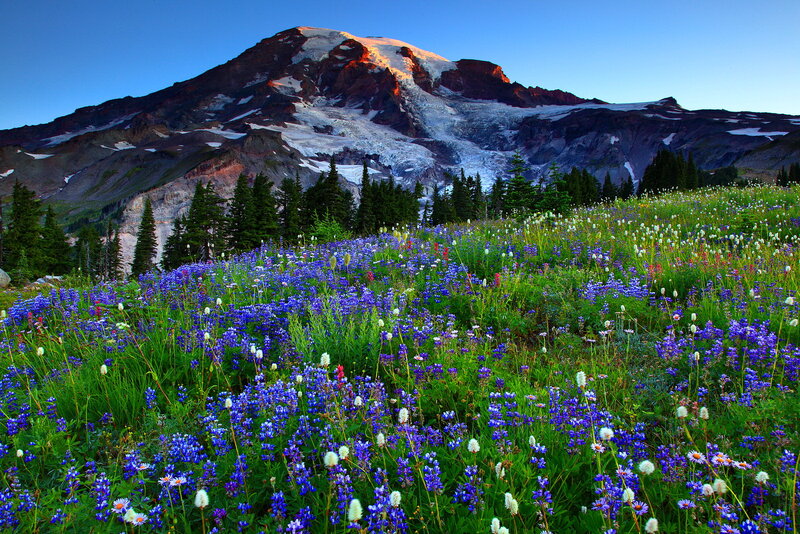 Wildflowers on Mountain Slope — Blue, Serene, Sunrise