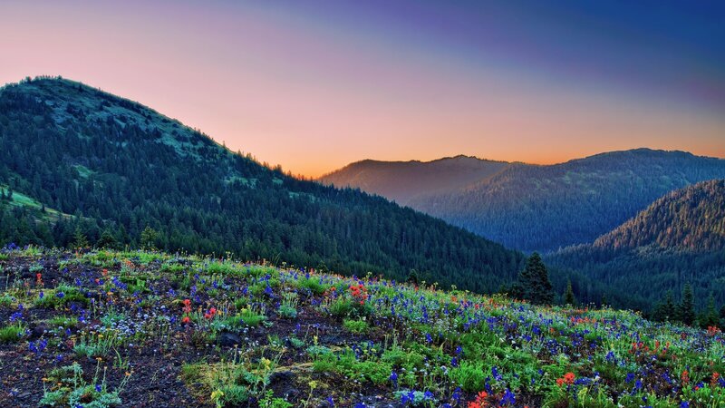 Wildflowers on Mountain Slope — Blue, Serene, Sunset, Photograph, Mountains, Forest, Sky