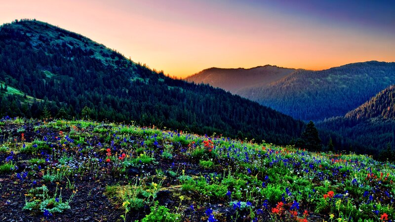 Wildflowers on Mountain Slope — Blue, Serene, Sunset, Photograph