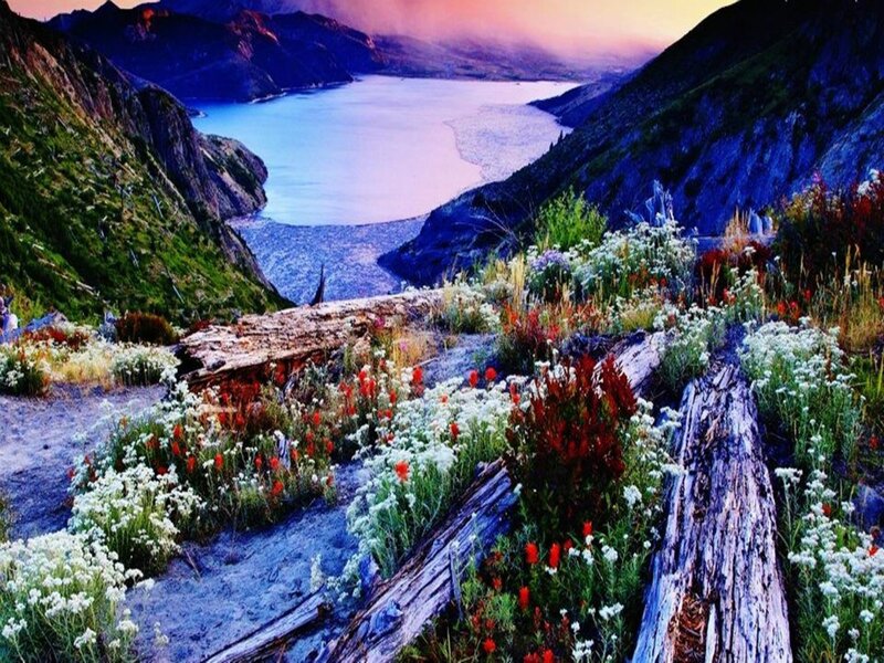 Wildflowers on Mountain Slope — Blue, Serene, Sunset