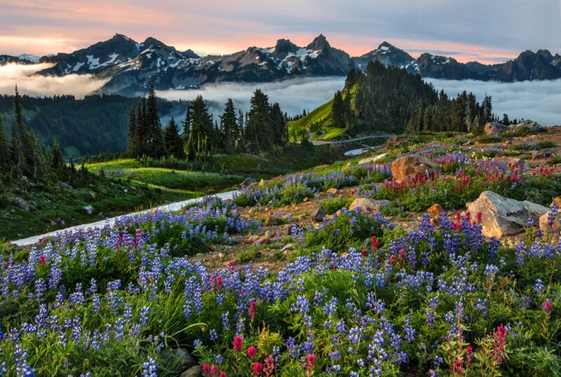 Wildflowers on Mountain Slope — Blue, Serene