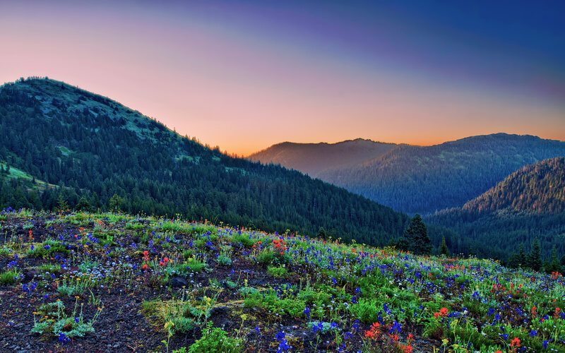 Wildflowers on Mountain Slope — Blue