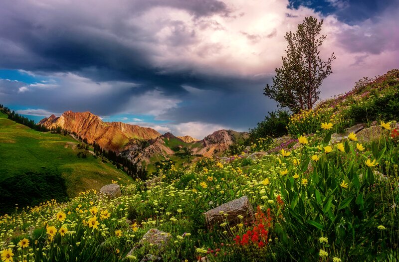 Wildflowers on Mountain Slope — Green, Dramatic, Afternoon, Photograph