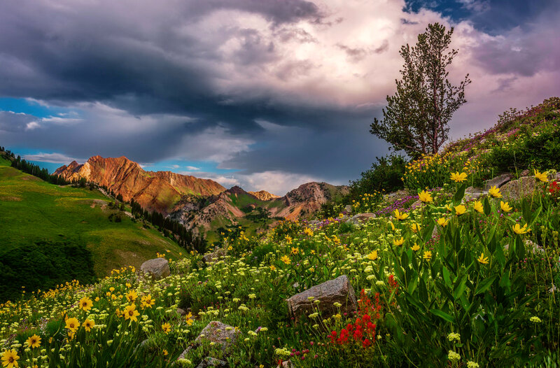 Wildflowers on Mountain Slope — Green, Dramatic, Afternoon