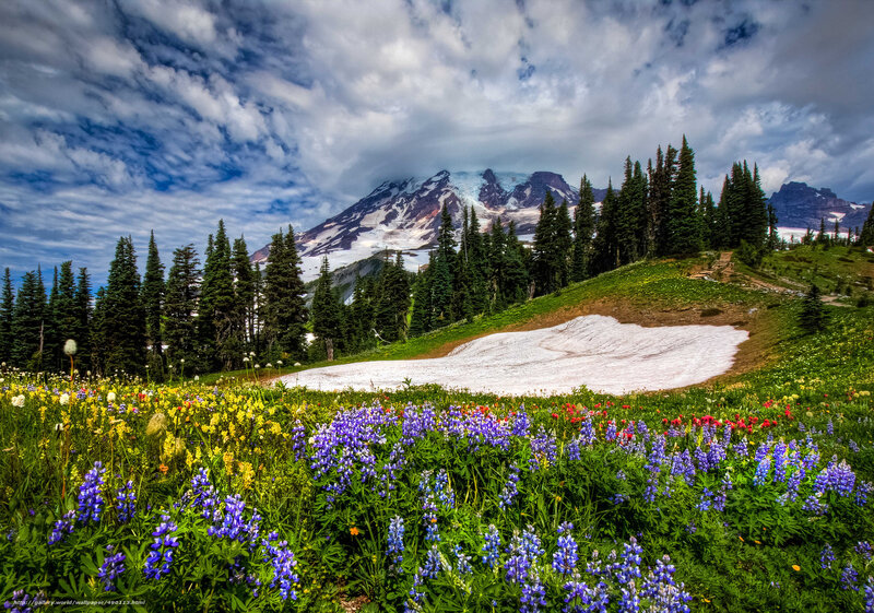 Wildflowers on Mountain Slope — Green, Dramatic, Summer