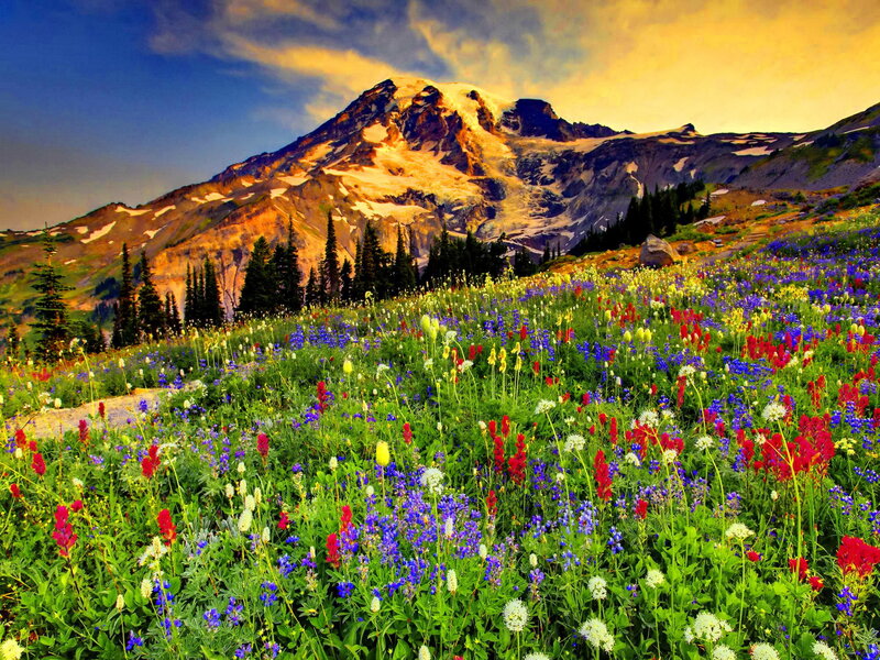 Wildflowers on Mountain Slope — Green, Dramatic, Sunset