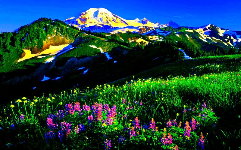 Wildflowers on Mountain Slope — Green, Dramatic