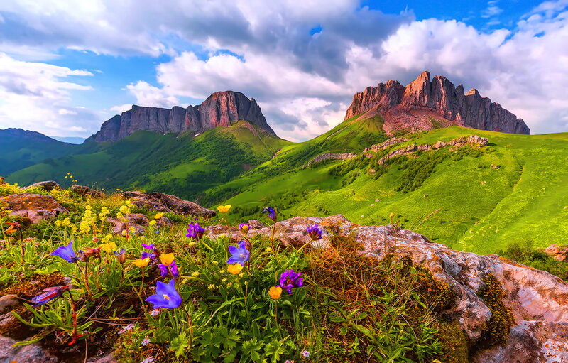 Wildflowers on Mountain Slope — Green, Serene, Afternoon, Photograph