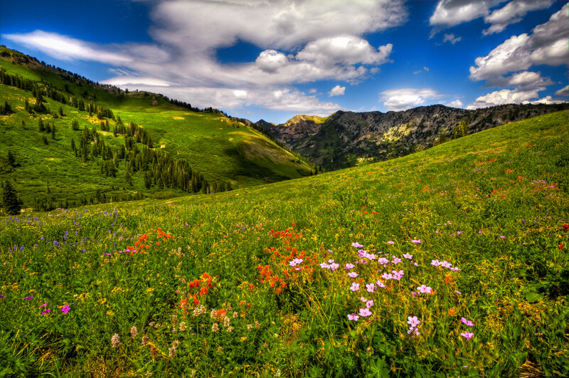 Wildflowers on Mountain Slope — Green, Serene, Afternoon