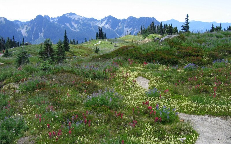 Wildflowers on Mountain Slope — Green, Serene, Summer, Photograph, Mountains, Trees, Path, White