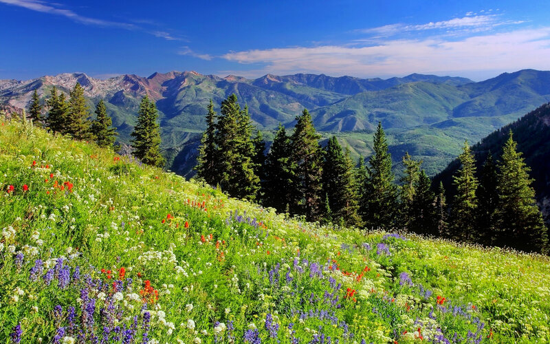 Wildflowers on Mountain Slope — Green, Serene, Summer, Photograph, Mountains, Trees, Sky
