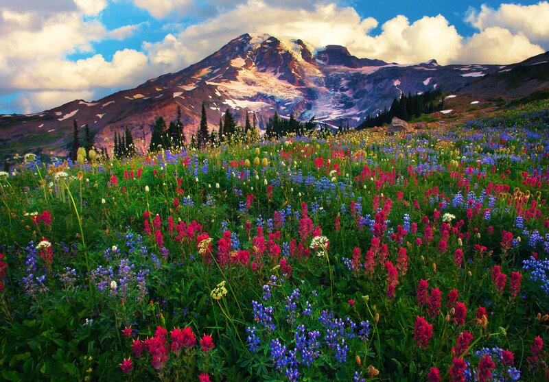 Wildflowers on Mountain Slope — Green, Serene, Summer, Photograph, Snow, Clouds