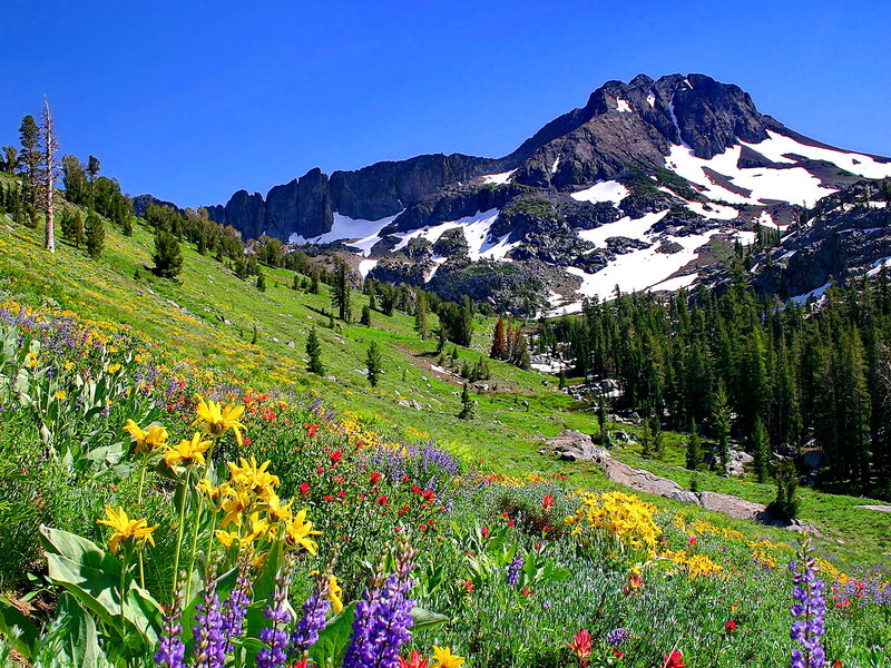 Wildflowers on Mountain Slope — Green, Serene, Summer, Photograph, Snow