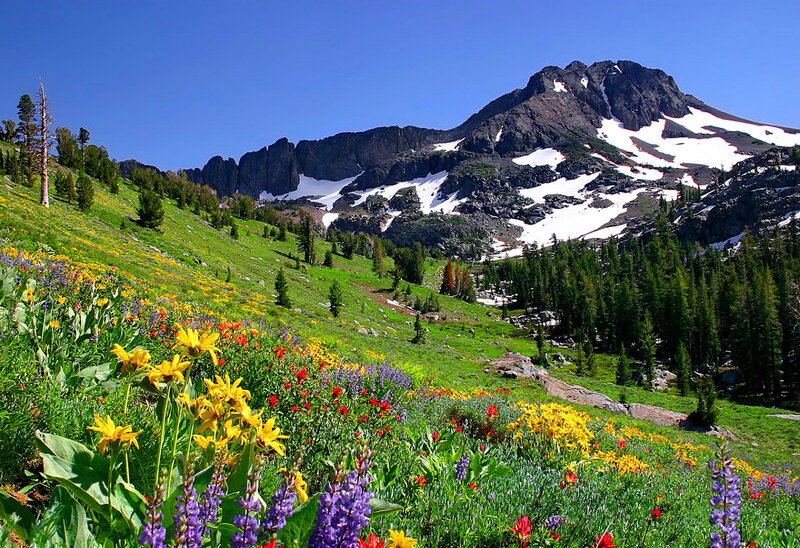 Wildflowers on Mountain Slope — Green, Serene, Summer, Photograph, Snow, Trees