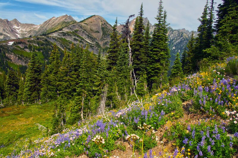 Wildflowers on Mountain Slope — Green, Serene, Summer, Photograph