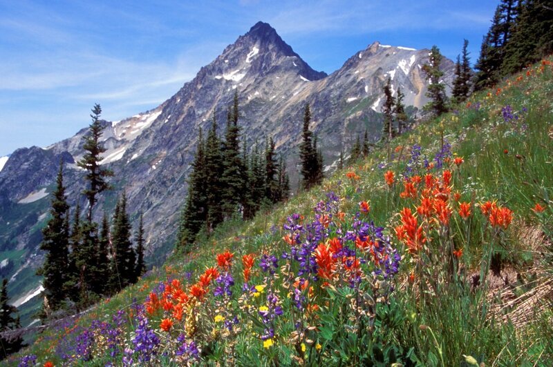 Wildflowers on Mountain Slope — Green, Serene, Summer, Photograph, Trees, Sky