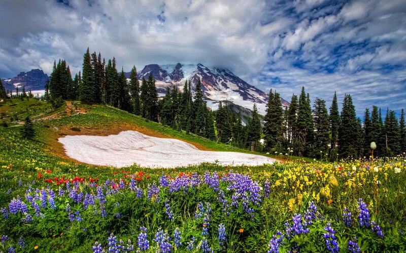Wildflowers on Mountain Slope — Green, Serene, Summer, Photograph, Trees, Snow