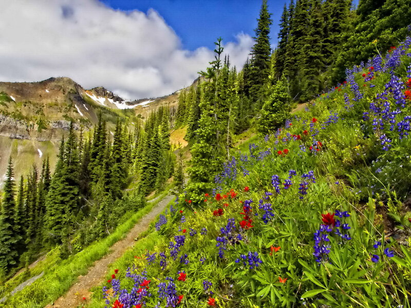 Wildflowers on Mountain Slope — Green, Serene, Summer, Photograph, Trees