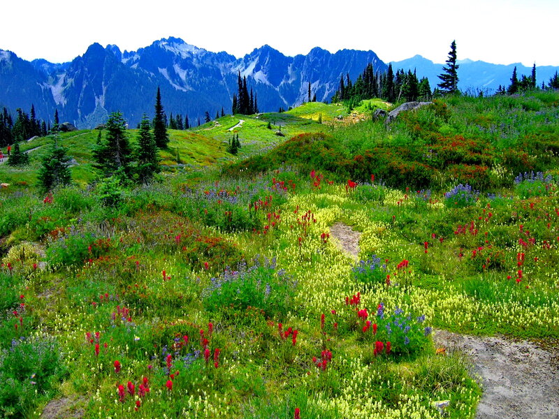 Wildflowers on Mountain Slope — Green, Serene, Summer