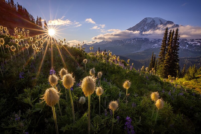 Wildflowers on Mountain Slope — Green, Serene, Sunrise, Photograph