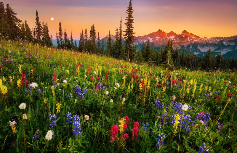 Wildflowers on Mountain Slope — Green, Serene, Sunset, Photograph, Mountains