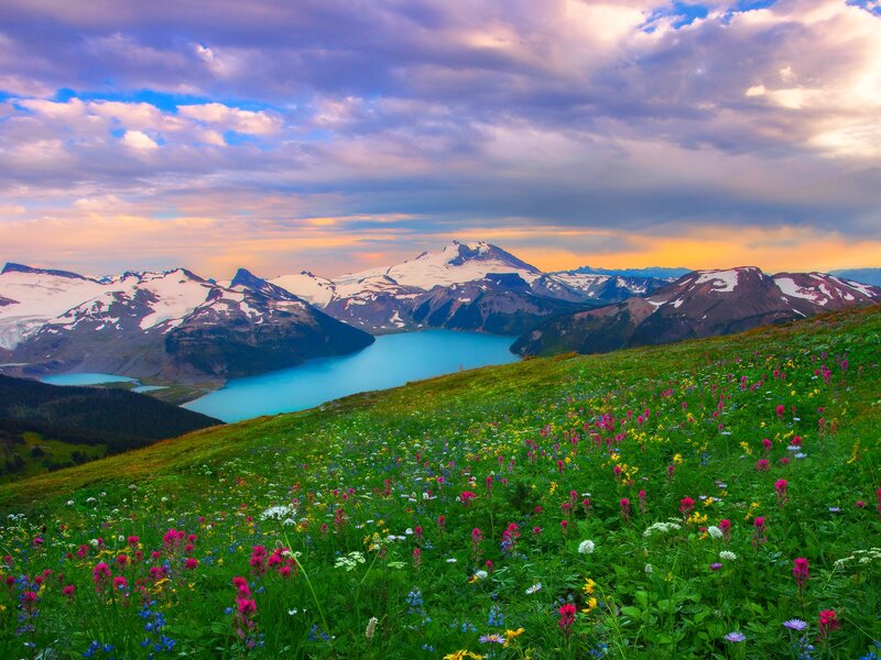 Wildflowers on Mountain Slope — Green, Serene, Sunset, Photograph