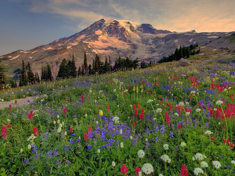 Wildflowers on Mountain Slope — Green, Serene, Sunset, Photograph, Trees