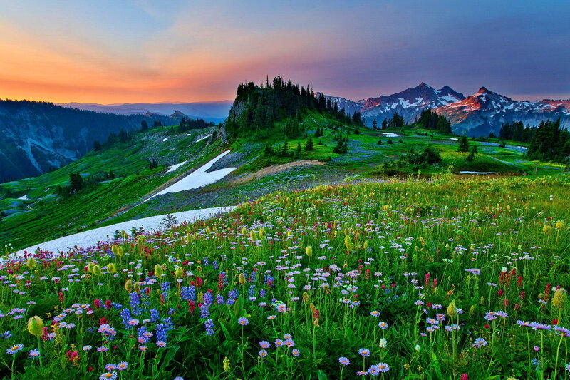 Wildflowers on Mountain Slope — Green, Serene, Sunset