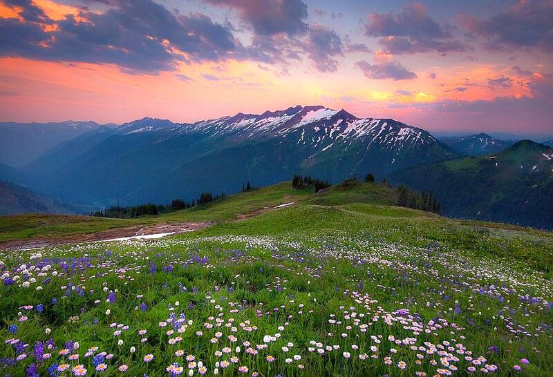 Wildflowers on Mountain Slope — Green, Serene