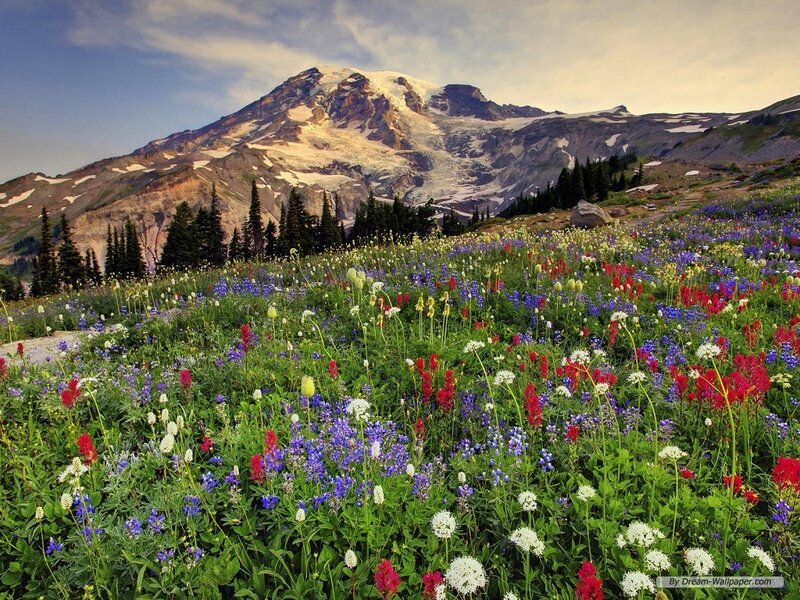 Wildflowers on Mountain Slope — Green