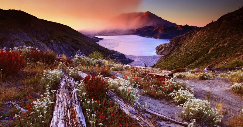 Wildflowers on Mountain Slope — Orange