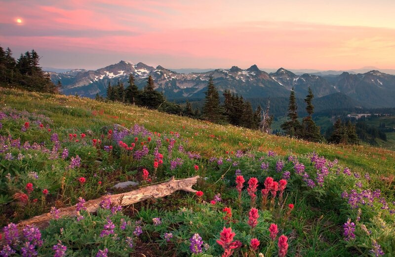 Wildflowers on Mountain Slope — Pink, Serene, Sunset, Photograph, Mountains, Trees