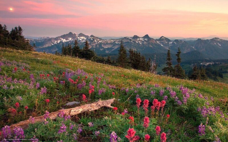 Wildflowers on Mountain Slope — Pink, Serene