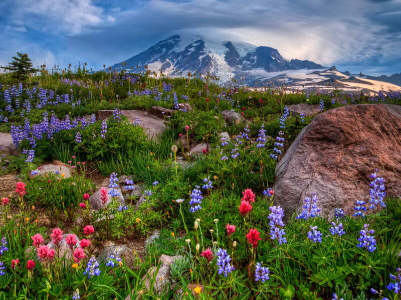 Wildflowers on Mountain Slope — Purple, Dramatic, Afternoon