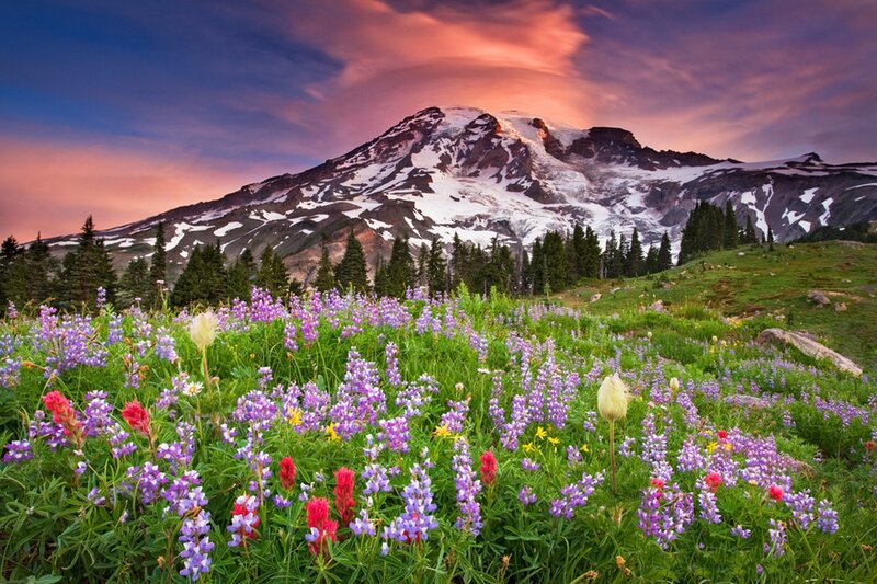 Wildflowers on Mountain Slope — Purple, Dramatic, Sunset