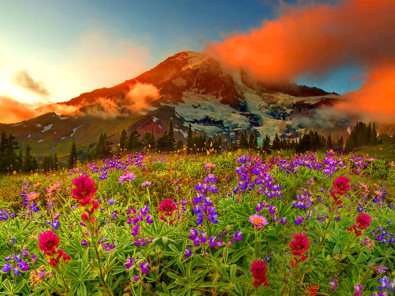 Wildflowers on Mountain Slope — Purple, Dramatic